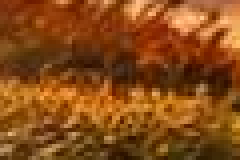 The same crop at quality 60, slightly blockier